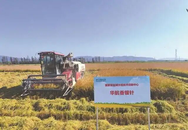 河源稻品在汕頭鹽堿稻區試種成功